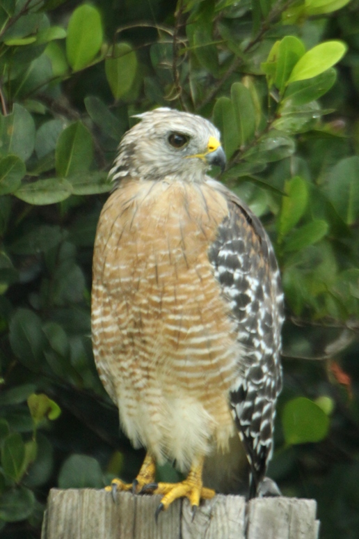 red shoulder hawk